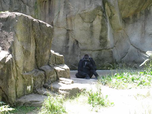 2008-06-30.zoo.16.gorilla.cincinnati_zoo.oh.us 