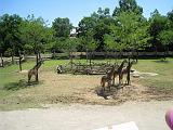 2008-06-30.zoo.01.giraffe.cincinnati_zoo.oh.us.jpg