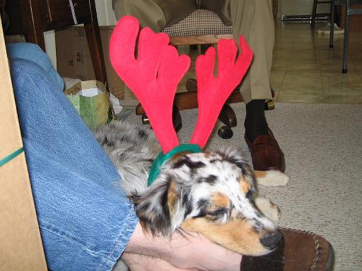 2003-12-25.reindeer.antlers.sidnee.christmas.bel_air.md.us 
