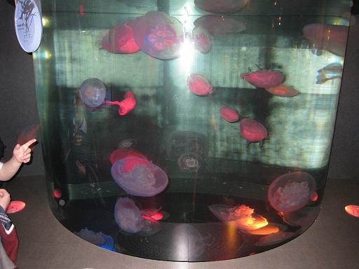 2008-04-11.new_england_aquarium.01.jelly_fish.boston.ma.us 