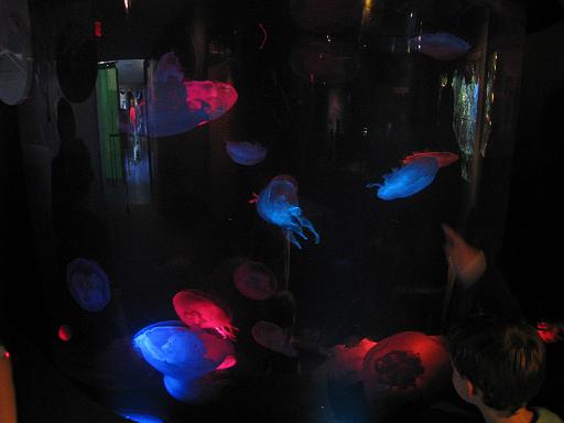 2008-04-11.new_england_aquarium.02.jelly_fish.boston.ma.us 