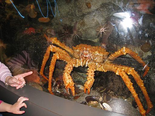 2008-04-11.new_england_aquarium.10.king_crab.boston.ma.us 