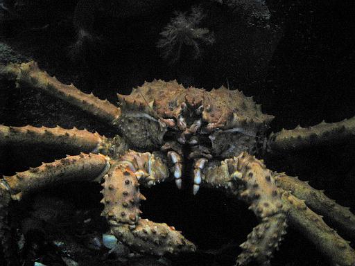2008-04-11.new_england_aquarium.12.king_crab.boston.ma.us 