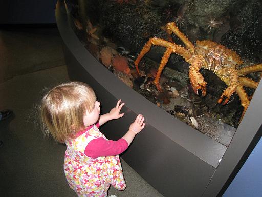 2008-04-11.new_england_aquarium.13.king_crab.seren-snyder.fav.boston.ma.us 