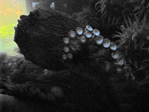 2008-04-11.new_england_aquarium.15.octopus.boston.ma.us 