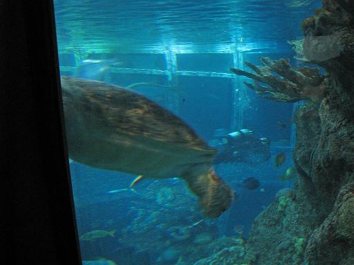 2008-04-11.new_england_aquarium.16.boston.ma.us 
