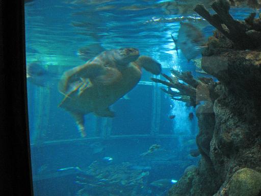 2008-04-11.new_england_aquarium.17.boston.ma.us 