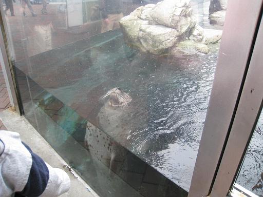 2008-04-11.new_england_aquarium.24.harbor_seals.boston.ma.us 