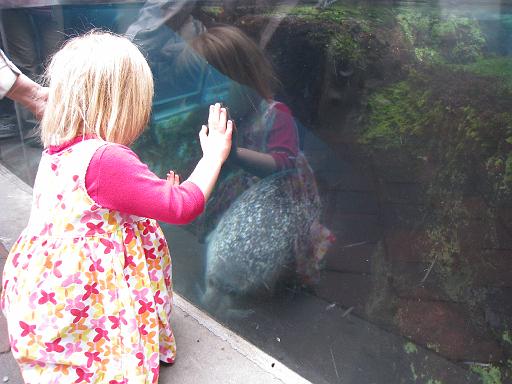2008-04-11.new_england_aquarium.26.harbor_seals.seren-snyder.boston.ma.us 