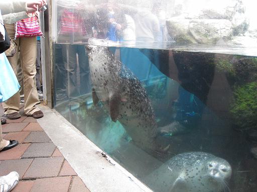 2008-04-11.new_england_aquarium.28.harbor_seals.boston.ma.us 