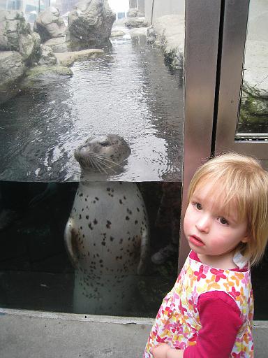 2008-04-11.new_england_aquarium.29.harbor_seals.seren-snyder.fav.boston.ma.us 