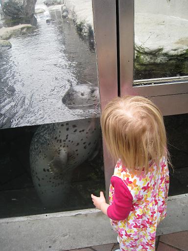 2008-04-11.new_england_aquarium.30.harbor_seals.seren-snyder.boston.ma.us 
