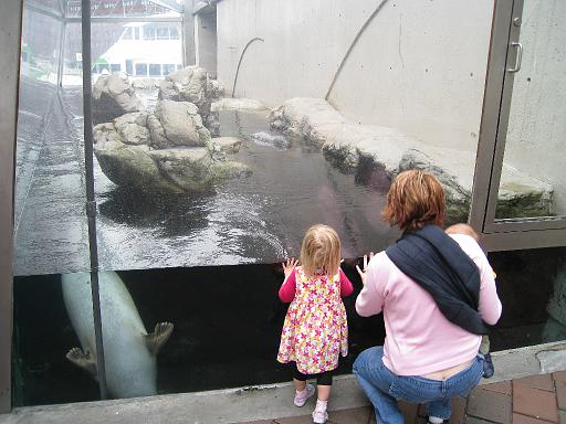 2008-04-11.new_england_aquarium.31.harbor_seals.seren-nessa-snyder.boston.ma.us 