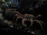 2008-04-11.new_england_aquarium.11.king_crab.boston.ma.us.jpg