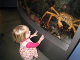 2008-04-11.new_england_aquarium.13.king_crab.seren-snyder.fav.boston.ma.us.jpg