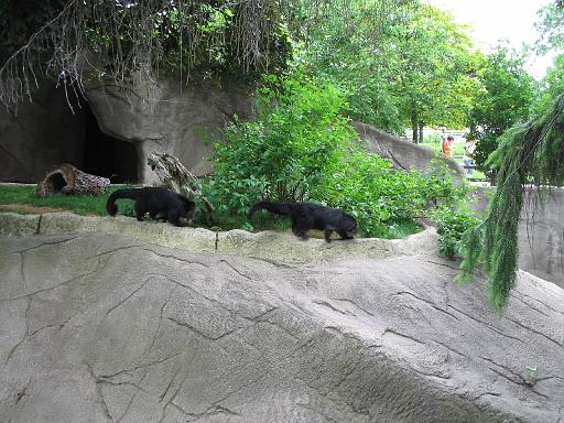 2006-06-02.bear_cat.2.detroit_zoo.mi.us 