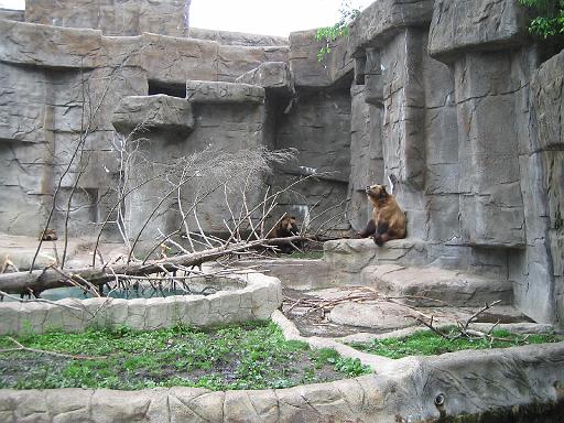2006-06-02.grizzly_bear.1.detroit_zoo.mi.us 
