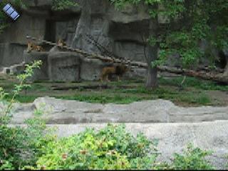 2006-06-02.lions.feeding_time.video.320x240-6.2meg.detroit_zoo.mi.us 