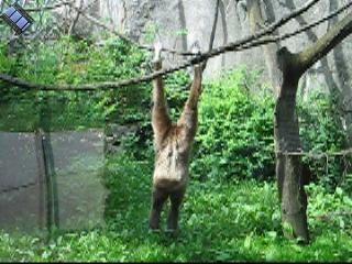 2006-06-02.monkey.macaque.video.320x240-2.2meg.detroit_zoo.mi.us 