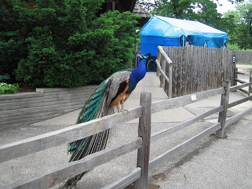 2006-06-02.peacock.fence.detroit_zoo.mi.us 