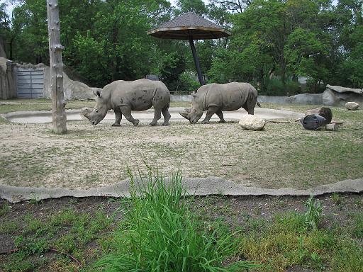 2006-06-02.rhinoceros.1.detroit_zoo.mi.us 