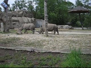 2006-06-02.rhinoceros.video.320x240-2.8meg.detroit_zoo.mi.us 