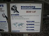 2006-06-02.bear_cat.0.detroit_zoo.mi.us.jpg