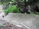 2006-06-02.bear_cat.1.detroit_zoo.mi.us