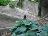 2006-06-02.bear_cat.3.detroit_zoo.mi.us.jpg