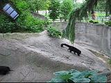 2006-06-02.bear_cat.video.320x240-6.4meg.detroit_zoo.mi.us.avi