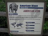 2006-06-02.bison.0.detroit_zoo.mi.us.jpg