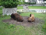 2006-06-02.bison.1.detroit_zoo.mi.us.jpg
