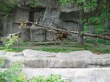 2006-06-02.lions.feeding_time.1.detroit_zoo.mi.us