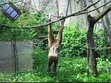 2006-06-02.monkey.macaque.video.320x240-2.2meg.detroit_zoo.mi.us