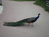 2006-06-02.peacock.1.detroit_zoo.mi.us
