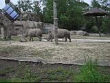 2006-06-02.rhinoceros.video.320x240-2.8meg.detroit_zoo.mi.us.avi