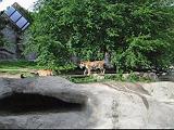 2006-06-02.tiger.video.320x240-8.5meg.detroit_zoo.mi.us