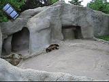 2006-06-02.wolverine.video.320x240-5.7meg.detroit_zoo.mi.us