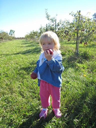 2007-10-09.farm.orchard.apple.20.fav.seren-snyder.plymouth.mi.us 