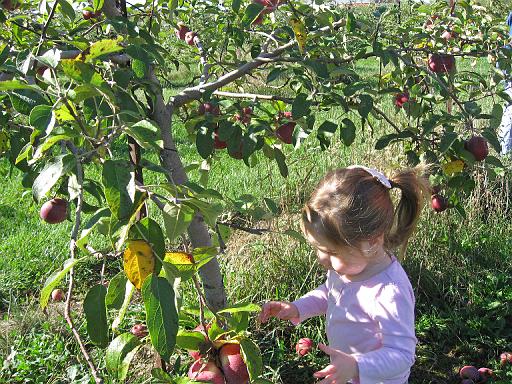2007-10-09.farm.orchard.apple.21.alex.plymouth.mi.us 
