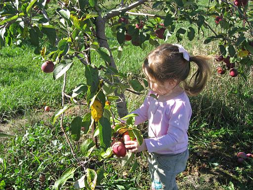 2007-10-09.farm.orchard.apple.22.alex.plymouth.mi.us 