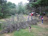 2005-08-21.dead_tree.cutting.down.4.felled.lake_cabin.cook.mn.us.jpg