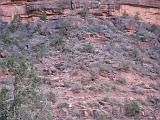 2007-11-17.canyon_return_ascent.bright_angel_trail.076.grand_canyon.az.us.jpg