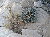 2007-11-24.calico_tanks_trail.44.red_rock_canyon.nv.us