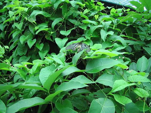 2004-07-11.saithip_butterfly_gardens.3.chon_buri.th 