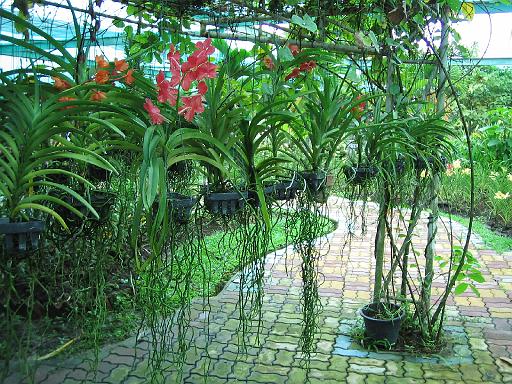 2004-07-11.saithip_butterfly_gardens.roots_in_air.chon_buri.th 