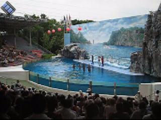2004-07-09.2.safari_world.dolphins.video.320x240-6.2meg.bangkok.th 