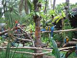 2004-07-09.safari_world.macaws.3.bangkok.th