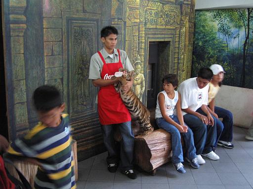 2004-07-11.sriracha_tiger_zoo.baby_tiger.2.fav.chon_buri.th 