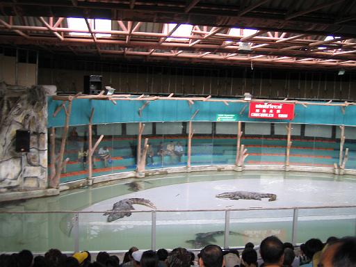 2004-07-11.sriracha_tiger_zoo.croc_show.1.chon_buri.th 